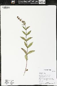 Stachys pilosa image