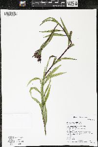 Vernonia fasciculata image