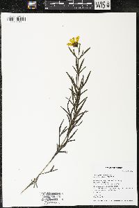 Coreopsis palmata image