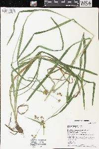 Scirpus hattorianus image