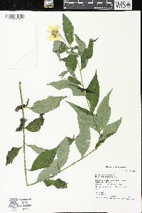 Helianthus giganteus image
