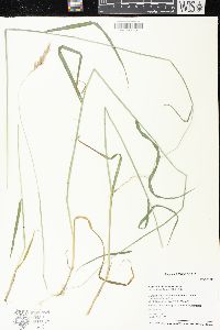 Anthoxanthum odoratum image