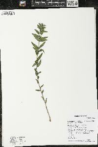 Lithospermum caroliniense image