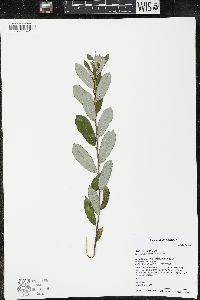 Salix humilis var. humilis image