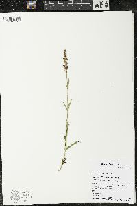 Penstemon gracilis image