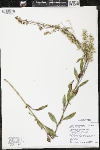 Solidago rigidiuscula image