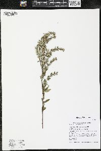 Crocanthemum canadense image