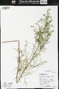 Artemisia dracunculus image