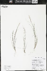 Aristida basiramea image