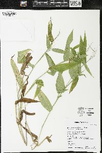 Dichanthelium latifolium image
