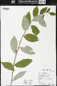 Elaeagnus umbellata image
