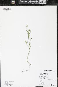 Polygonum ramosissimum image