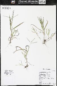 Digitaria ischaemum image