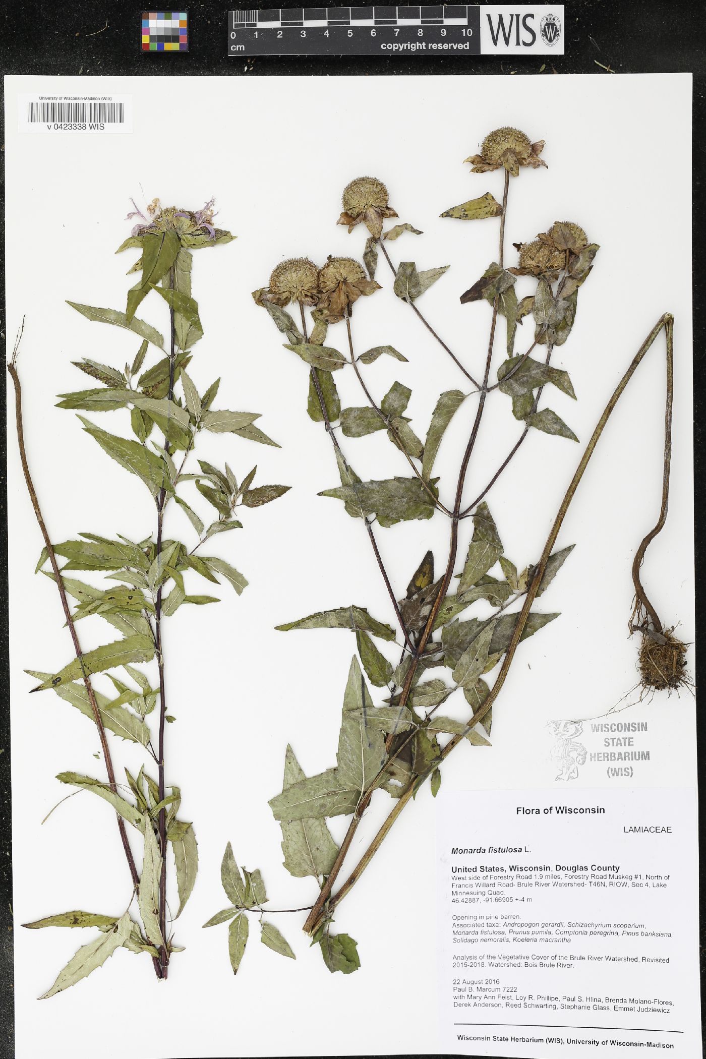 Monarda fistulosa image