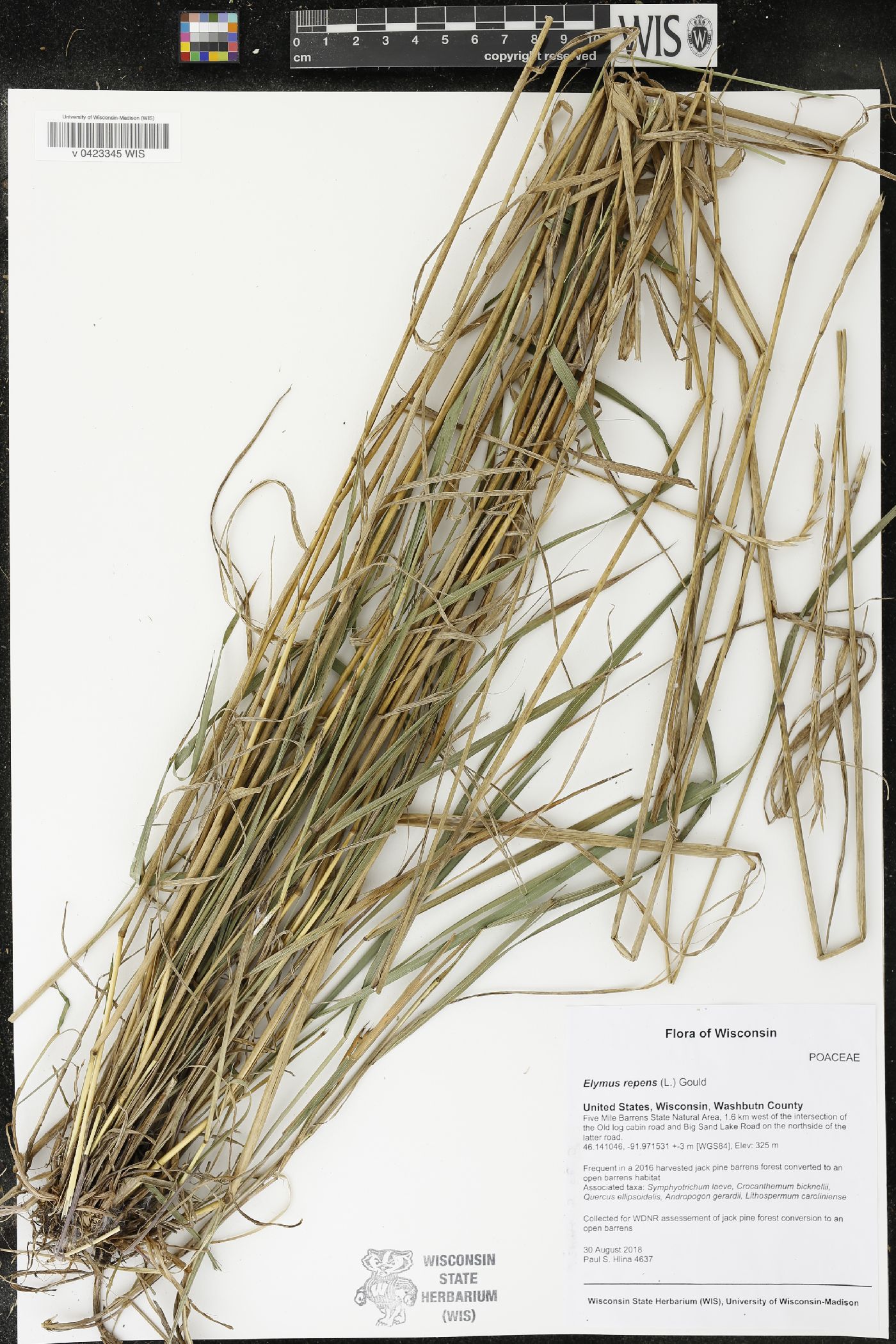 Elymus repens image