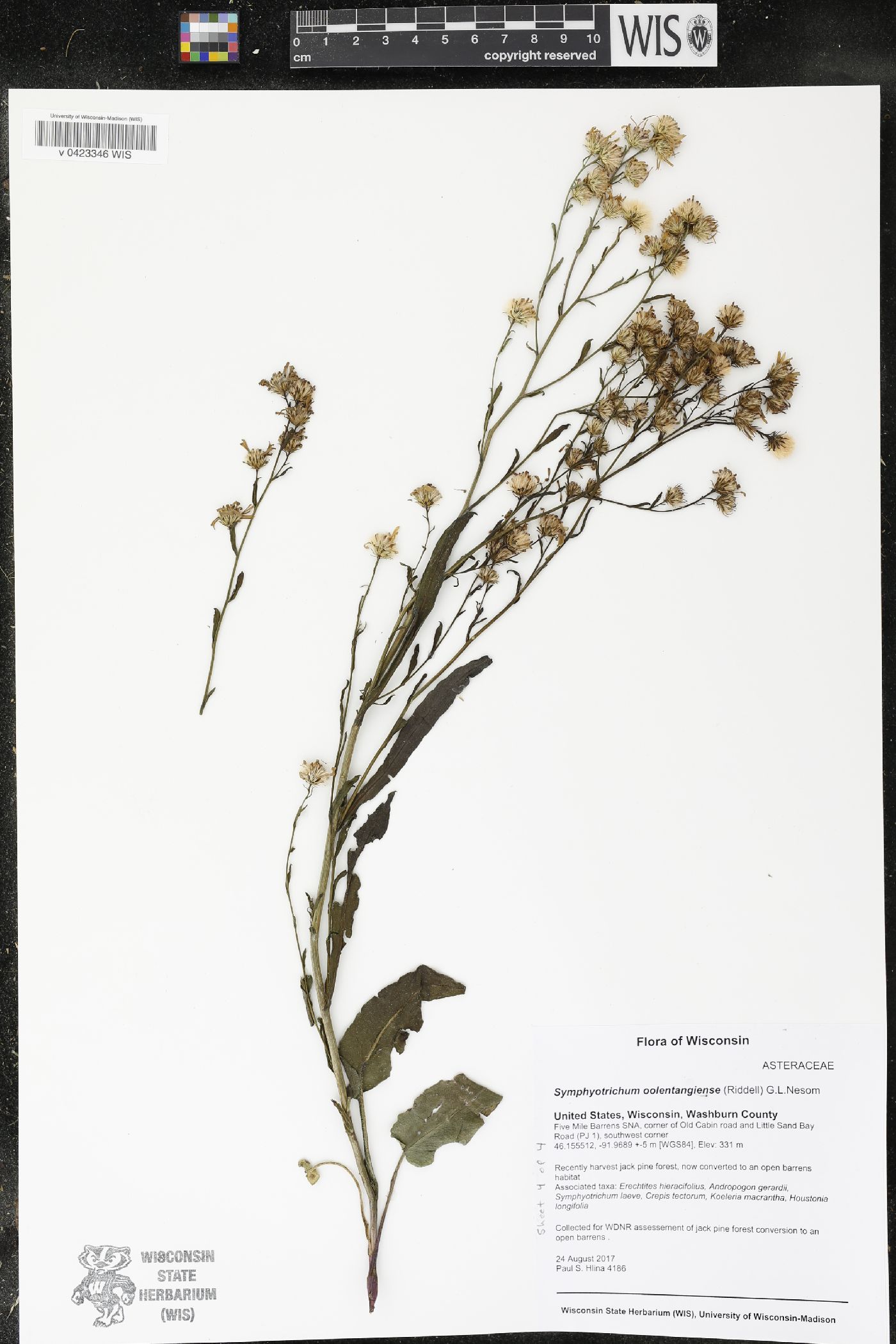 Symphyotrichum oolentangiense image