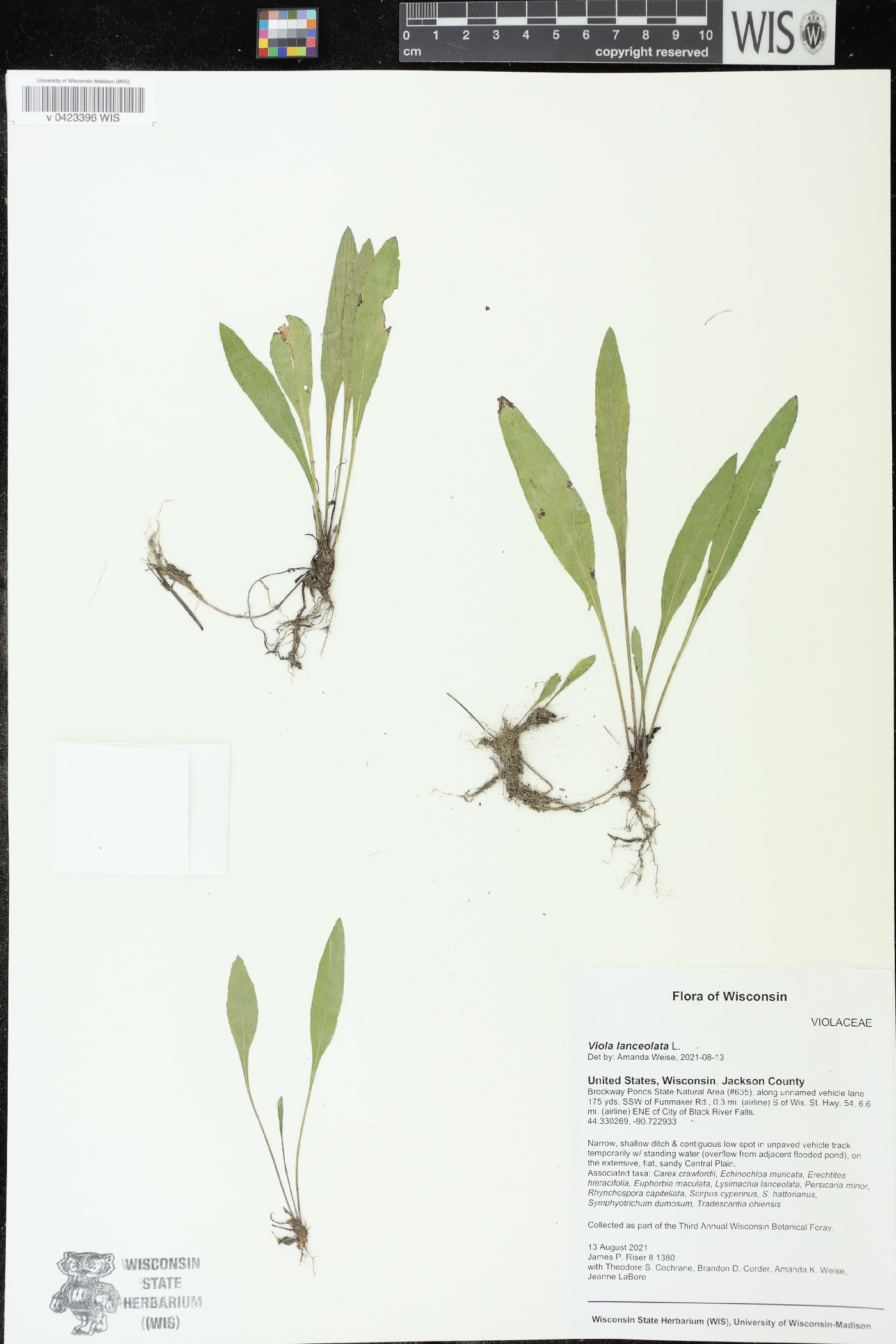 Viola lanceolata image