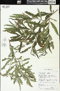 Comptonia peregrina image