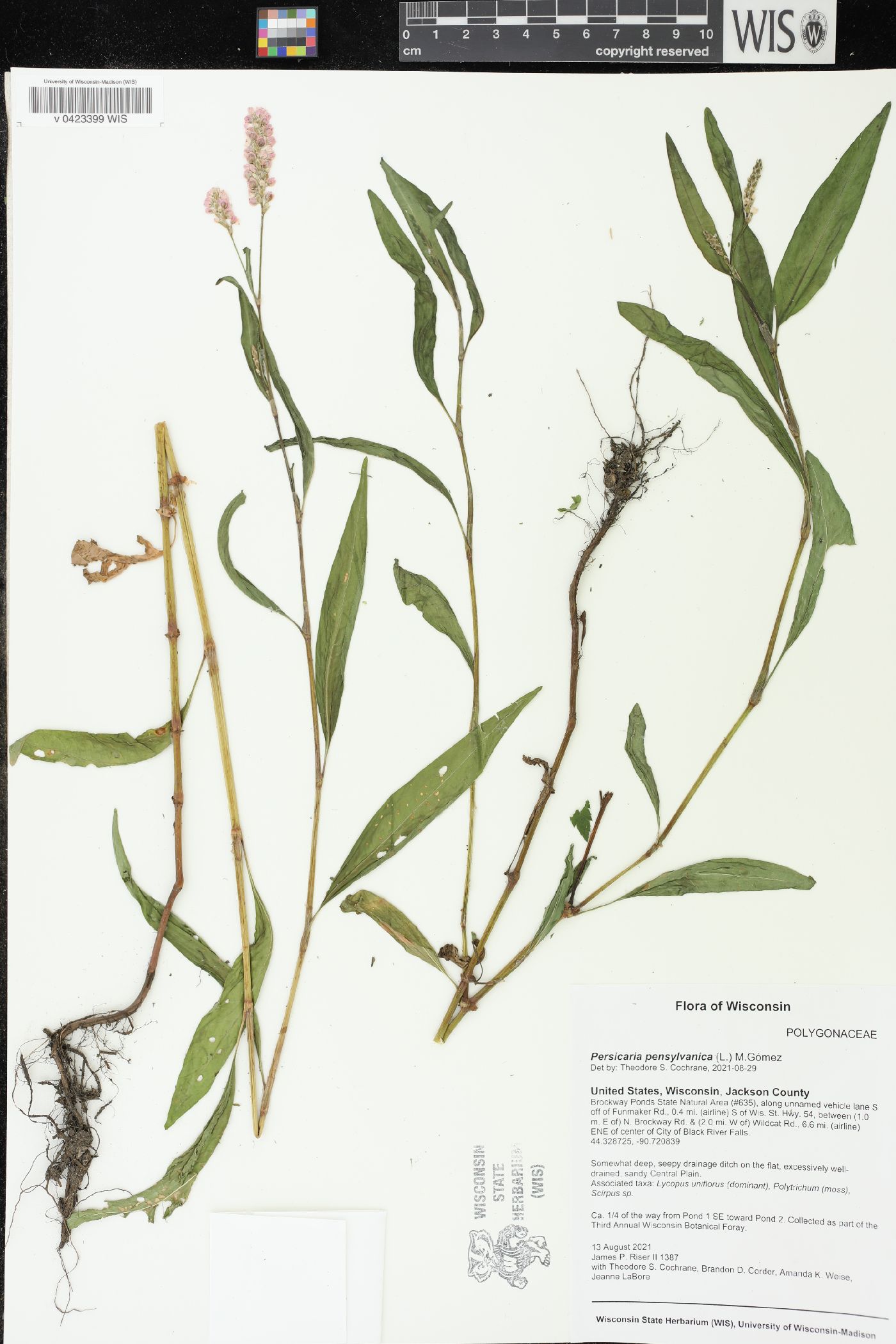 Persicaria pensylvanica image
