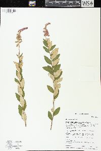 Spiraea tomentosa image