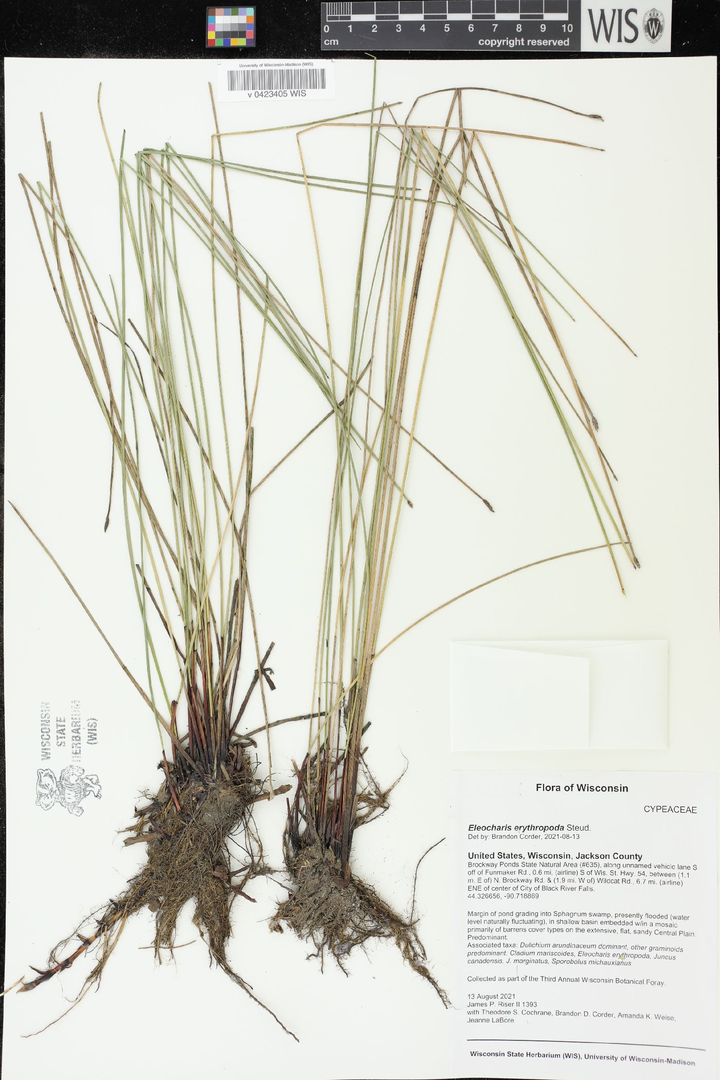 Eleocharis erythropoda image
