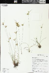 Cyperus houghtonii image