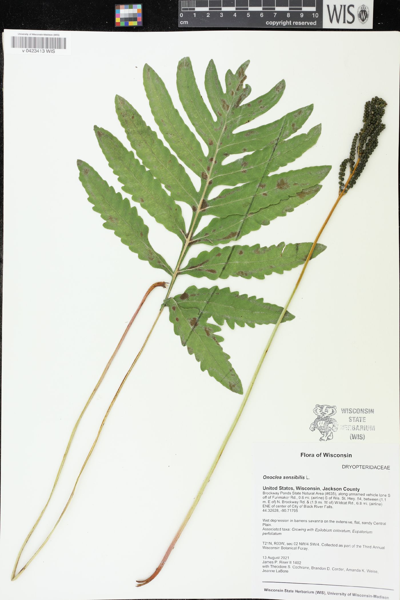 Onoclea sensibilis image