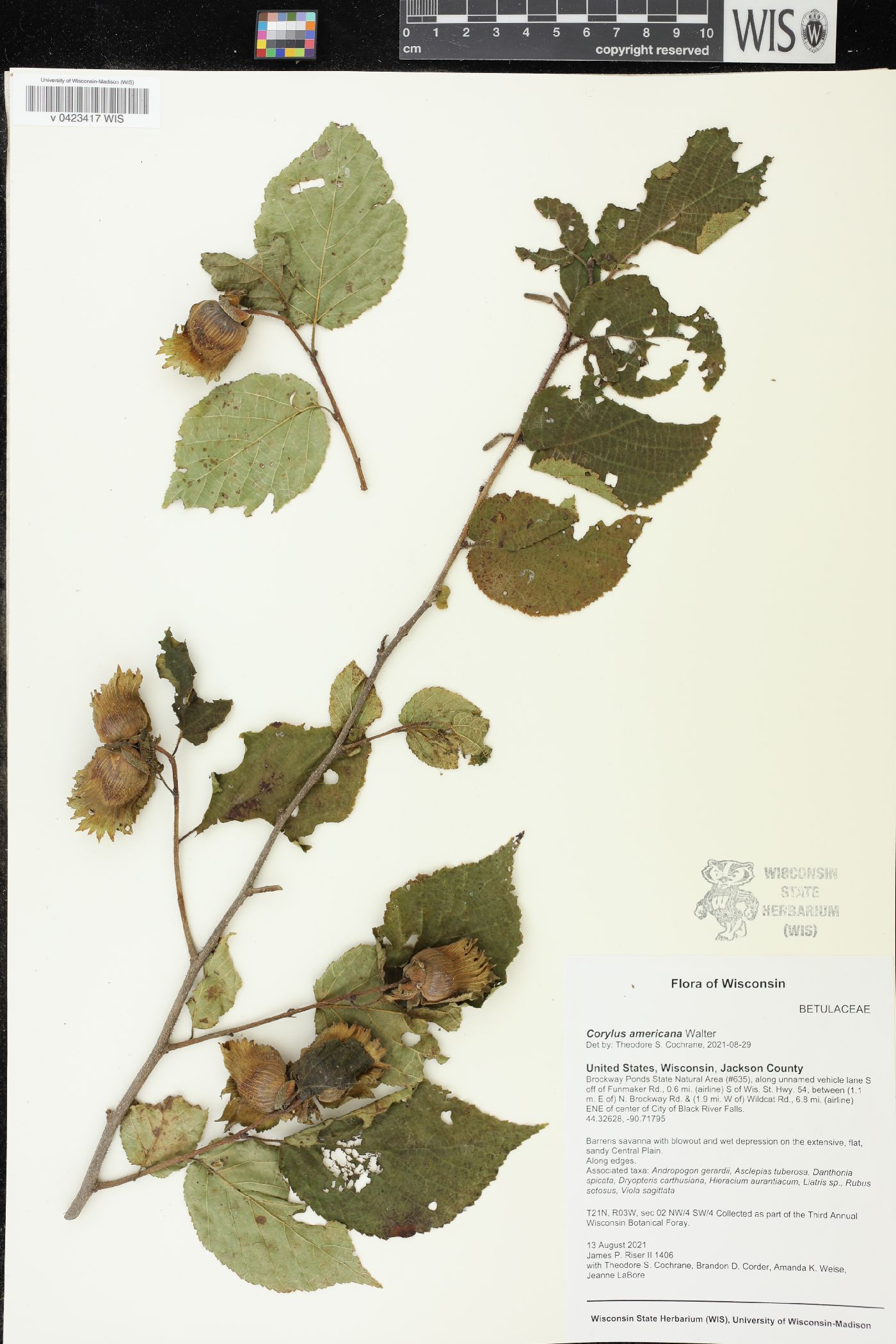 Corylus americana image