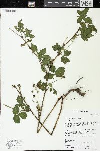 Rubus setosus image