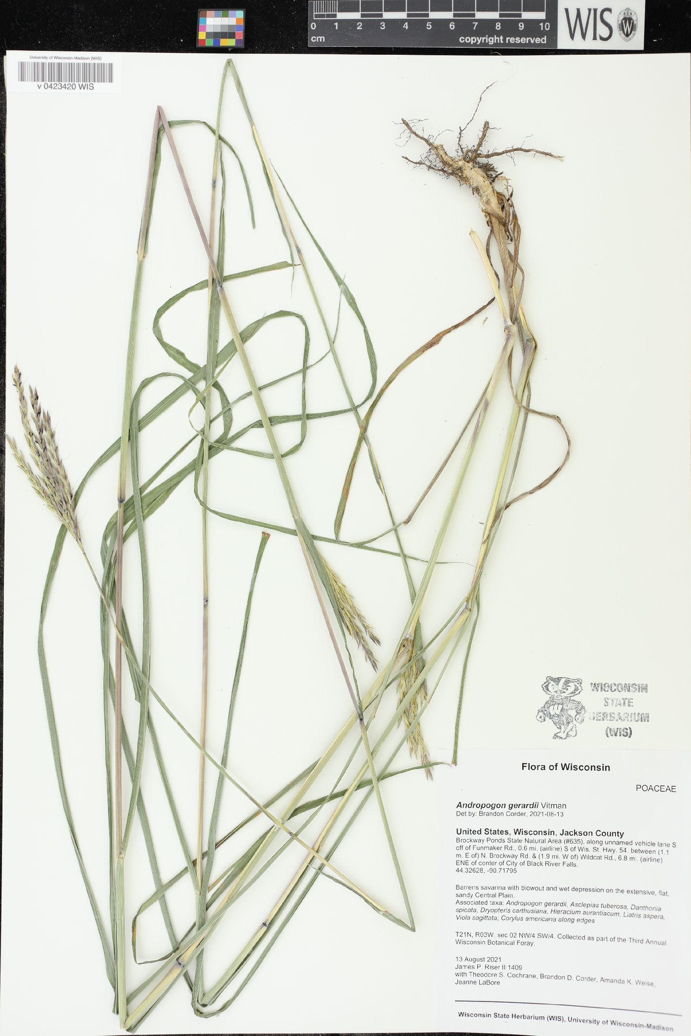 Andropogon gerardii image