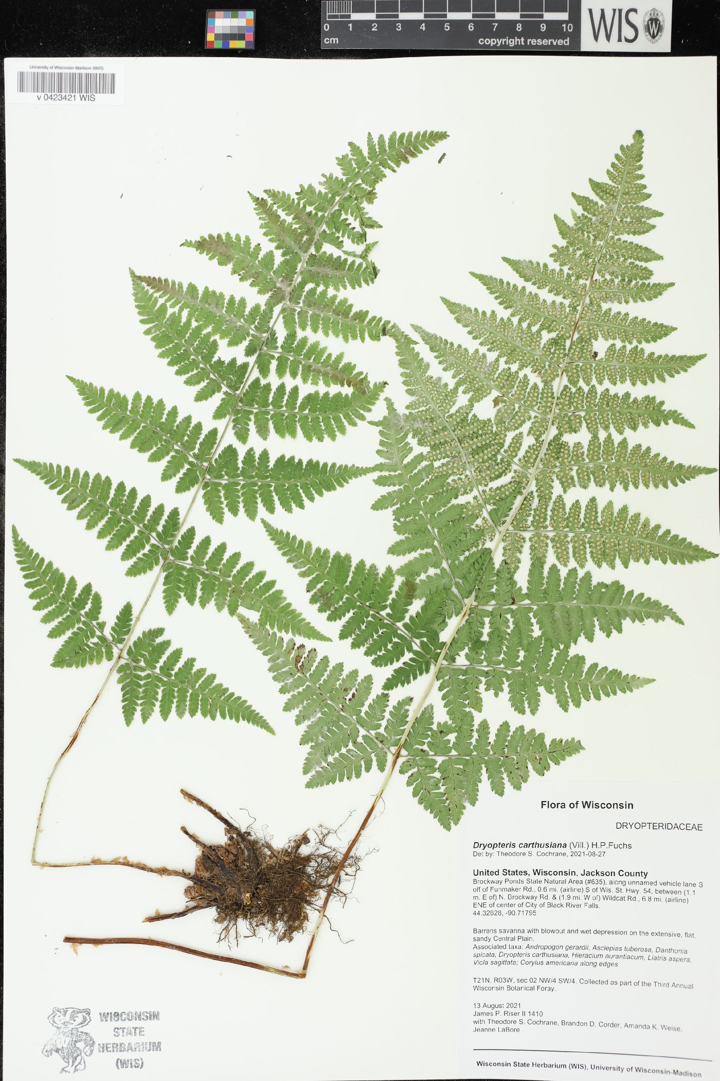 Dryopteris carthusiana image
