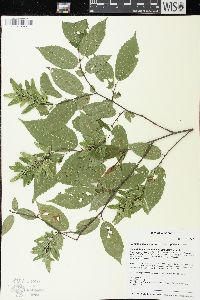 Carpinus caroliniana var. virginiana image