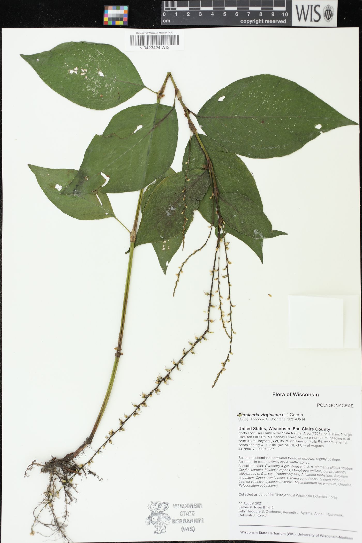Persicaria virginiana image