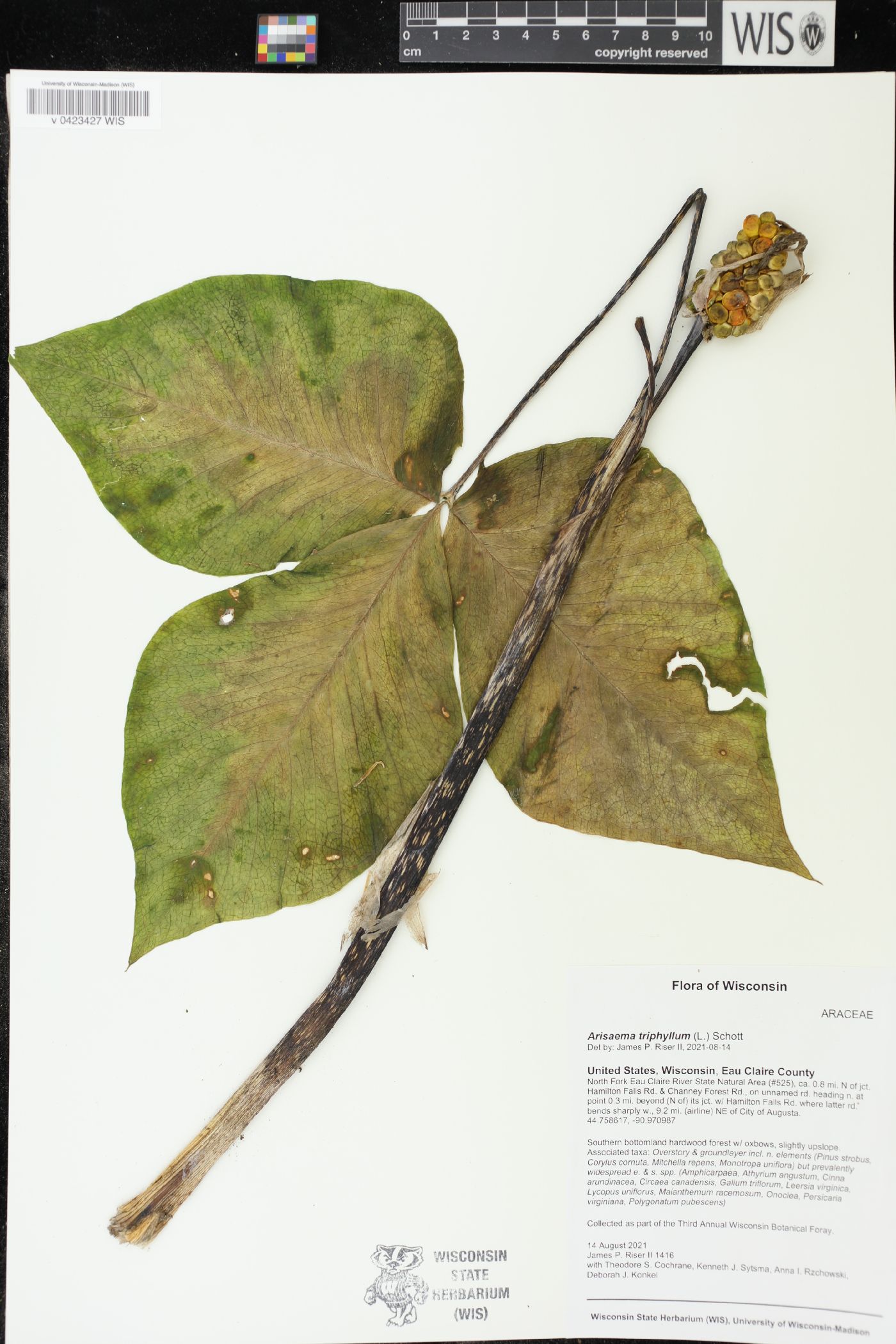 Arisaema triphyllum image