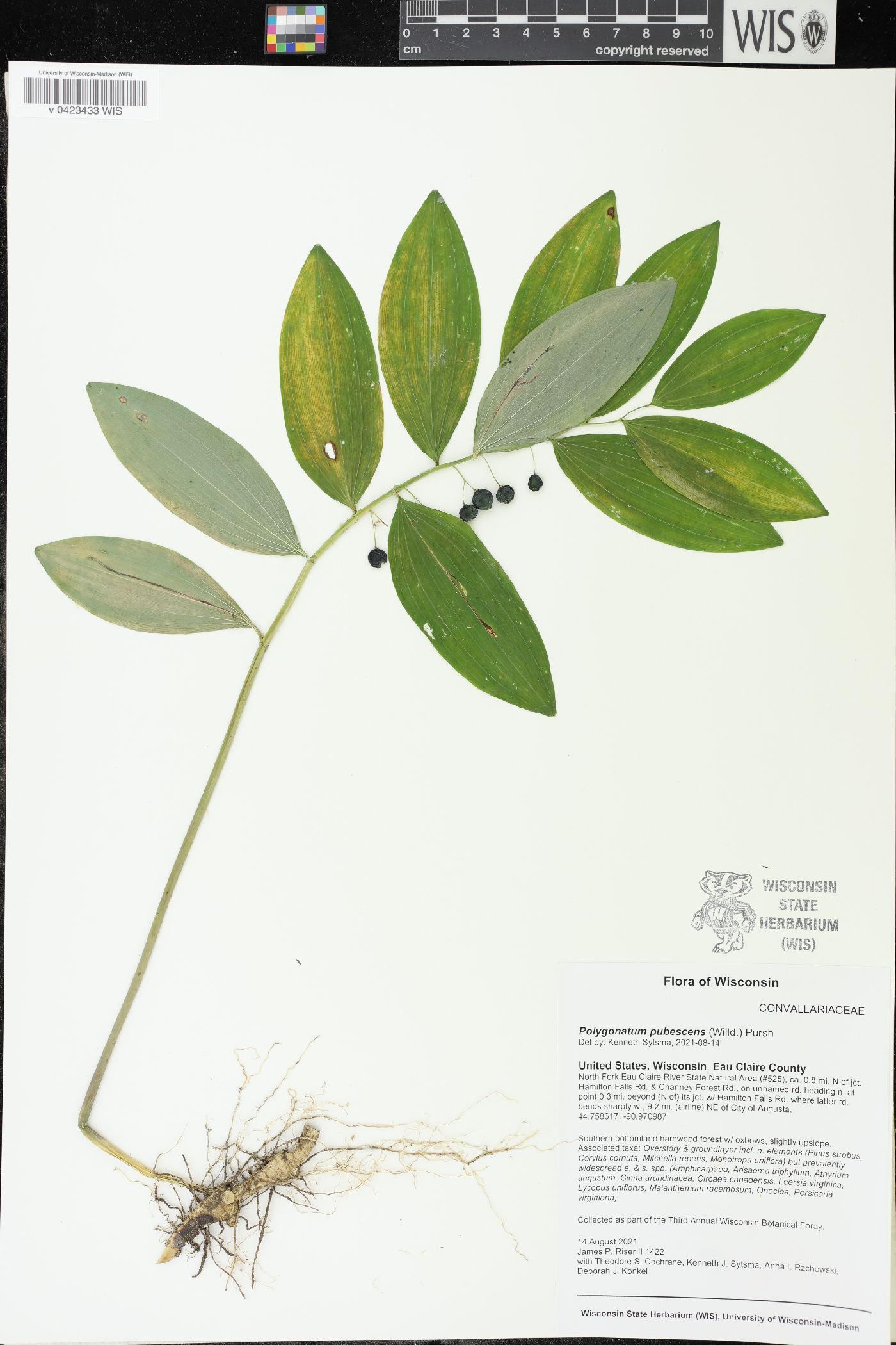 Polygonatum pubescens image