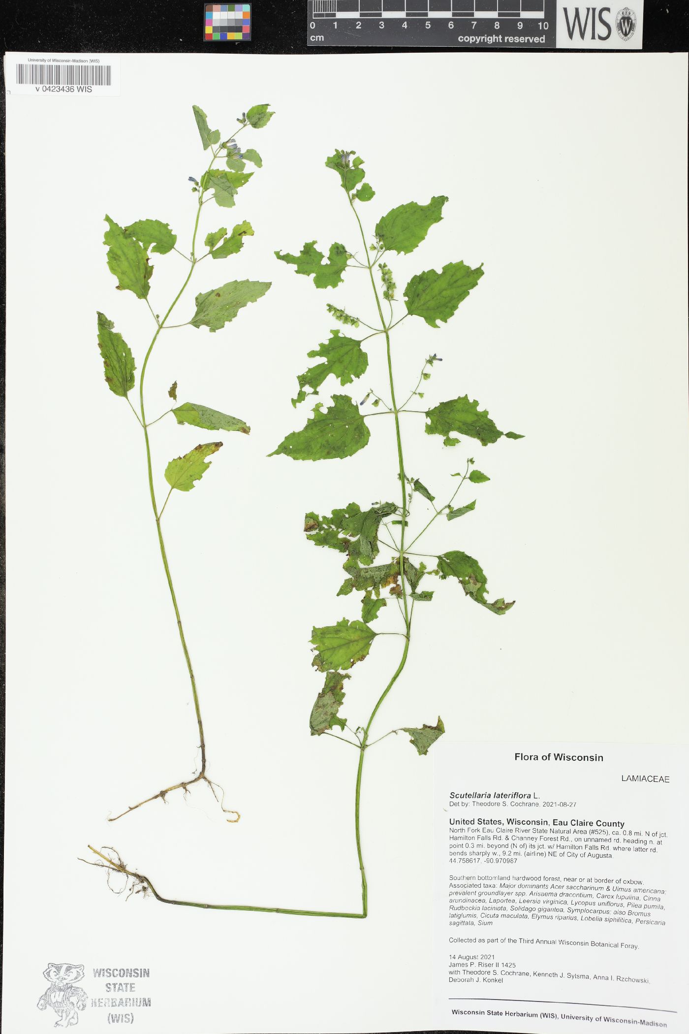 Scutellaria lateriflora image