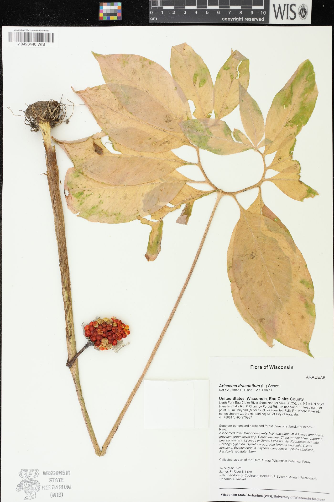 Arisaema dracontium image