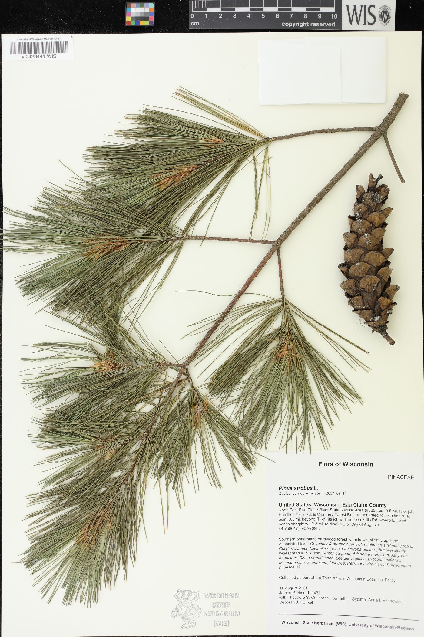 Pinus strobus image