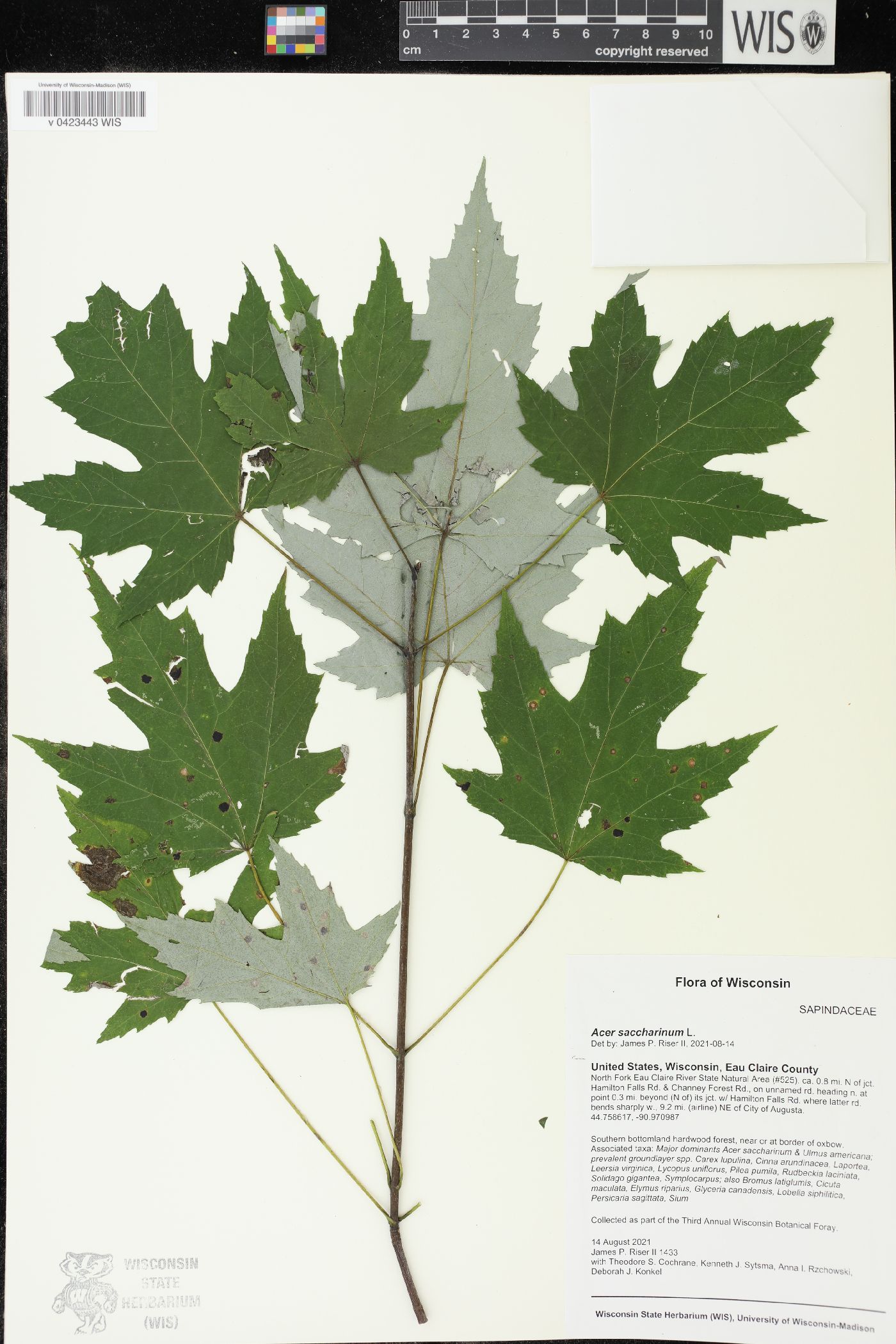 Acer saccharinum image