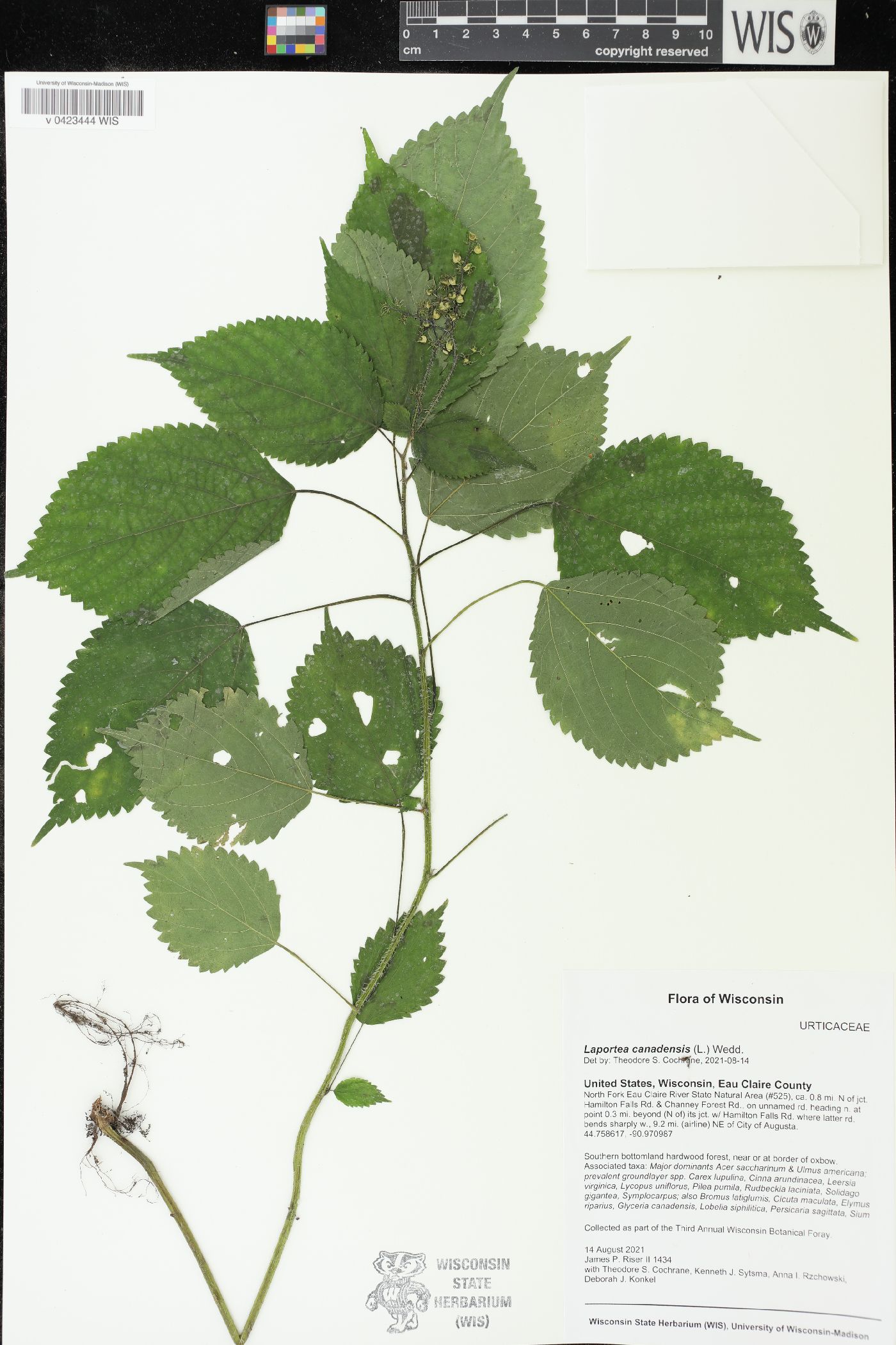 Laportea canadensis image
