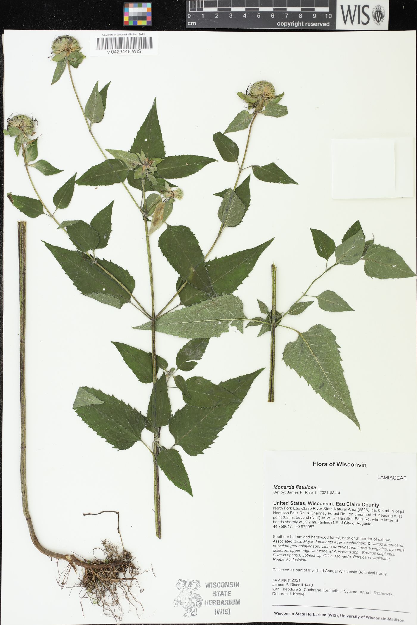 Monarda fistulosa image
