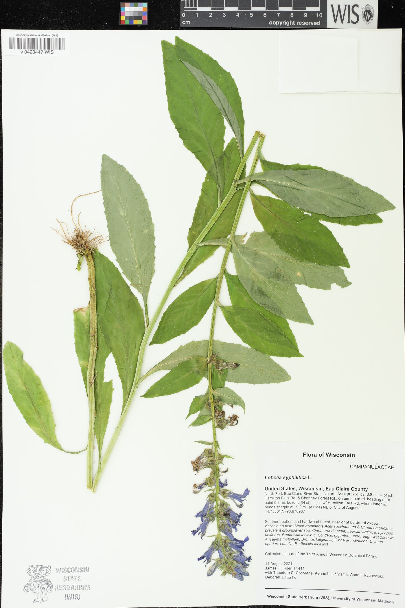 Lobelia siphilitica image