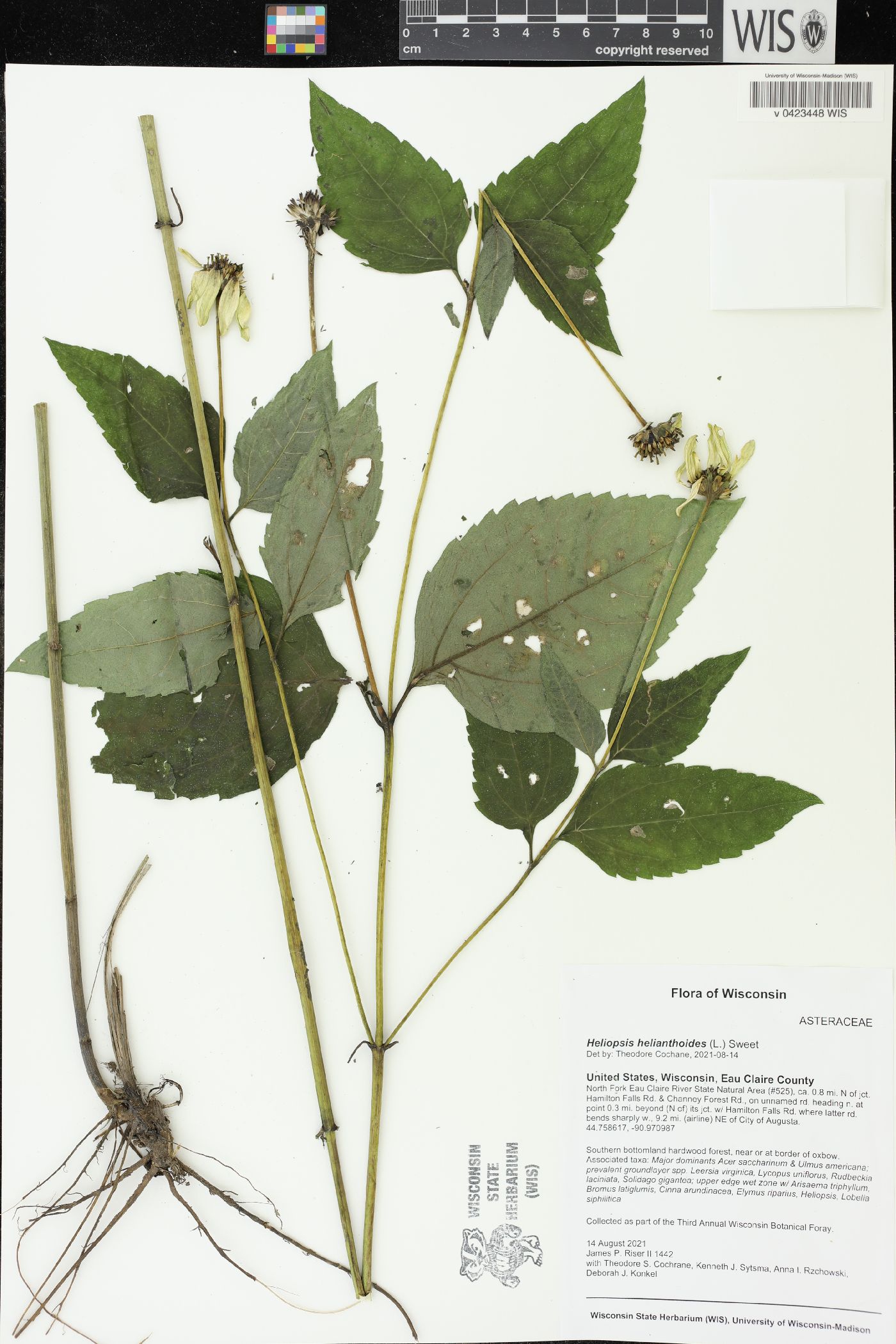 Heliopsis helianthoides image