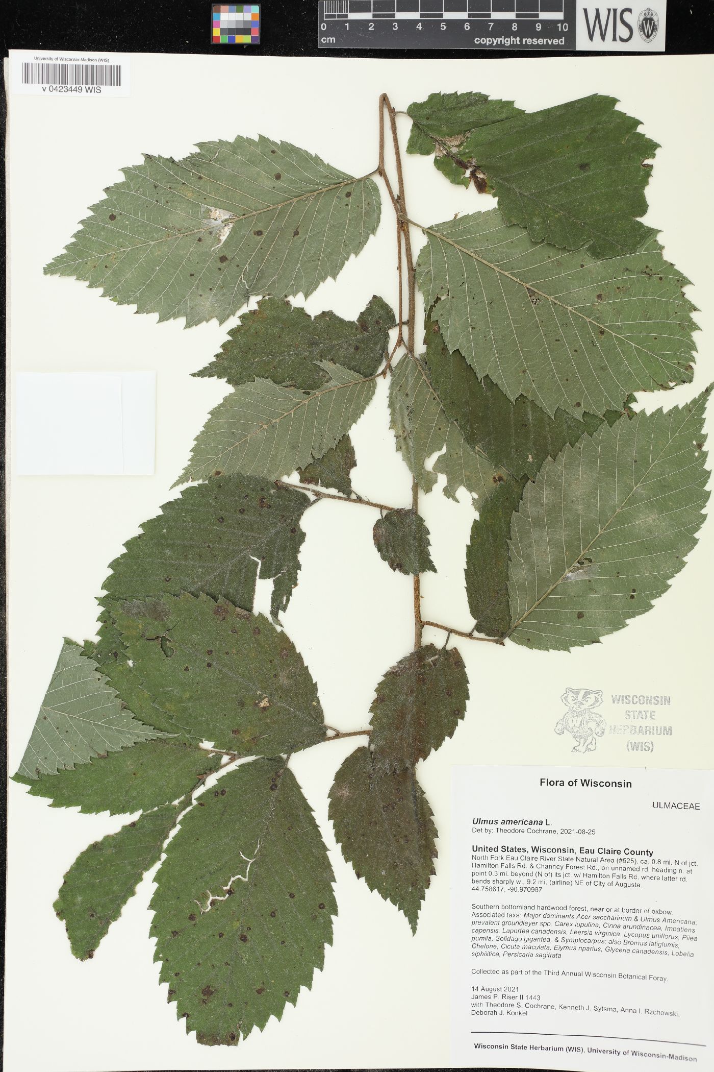 Ulmus americana image