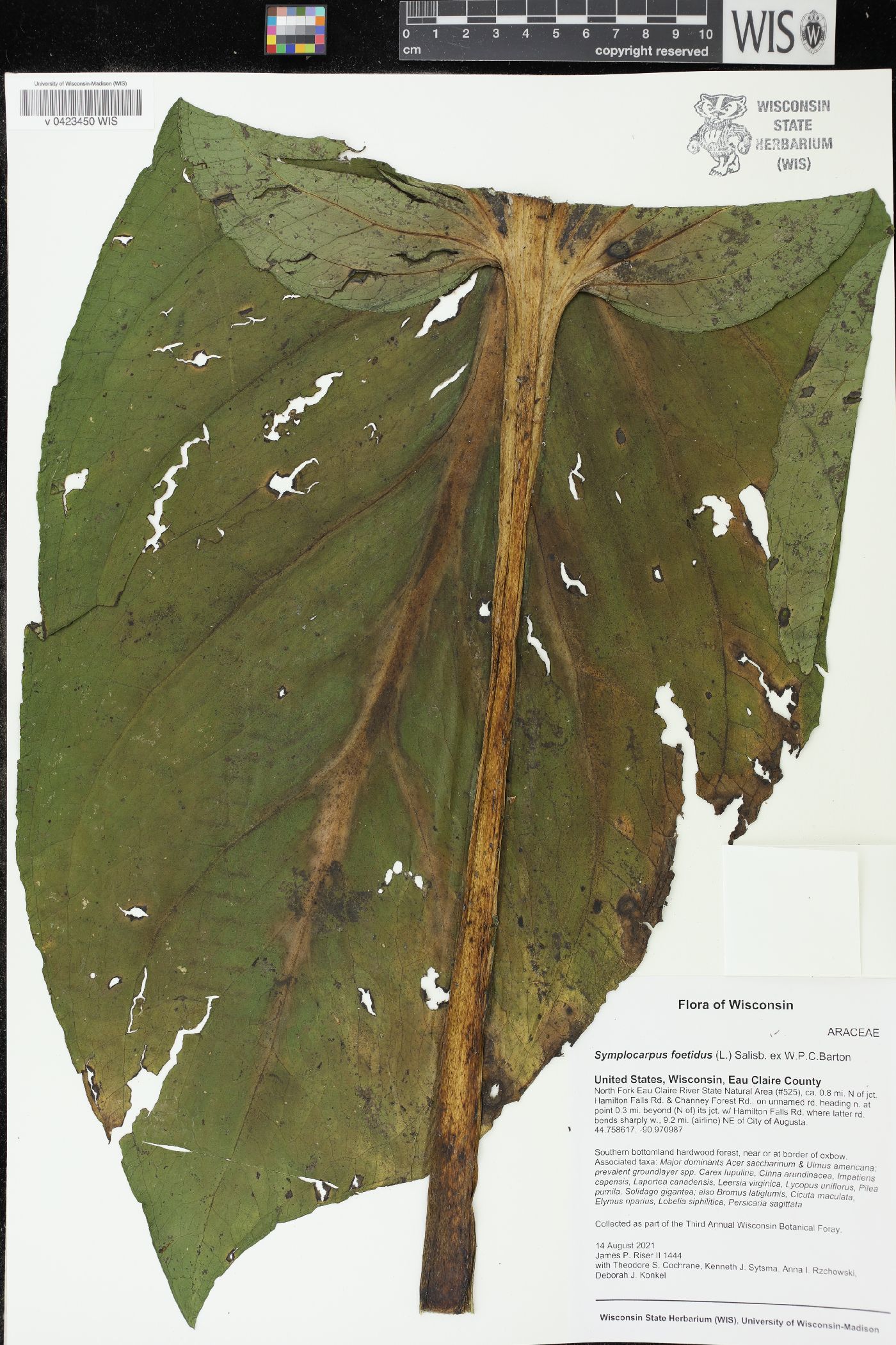 Symplocarpus foetidus image