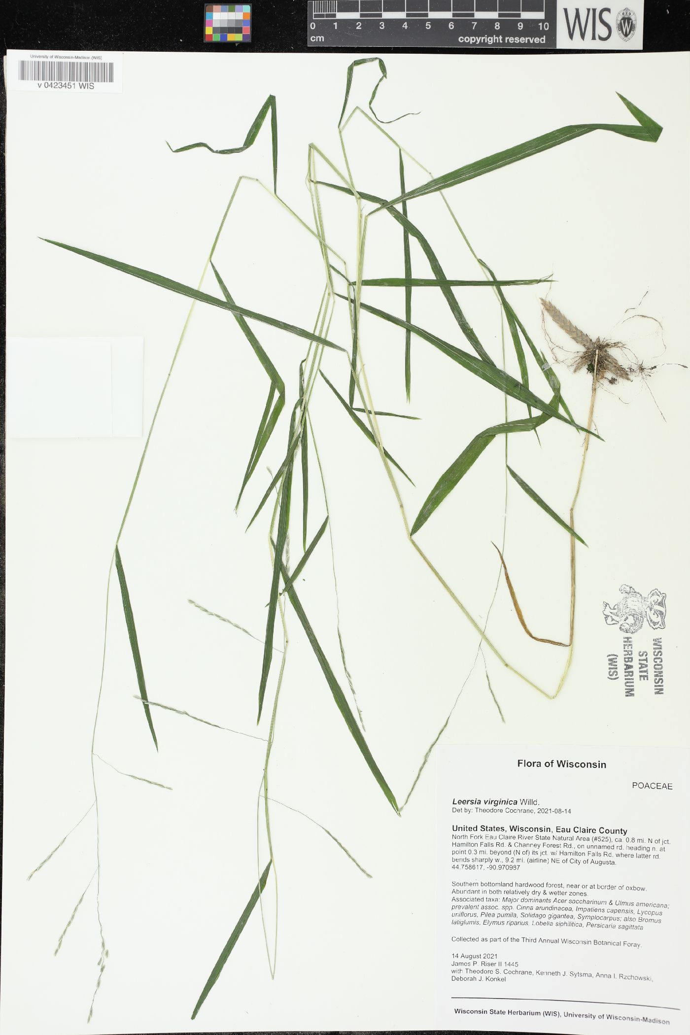 Leersia virginica image