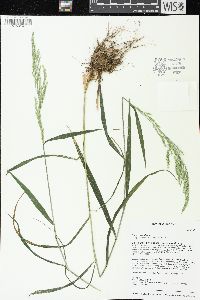 Cinna arundinacea image