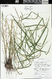 Bromus latiglumis image