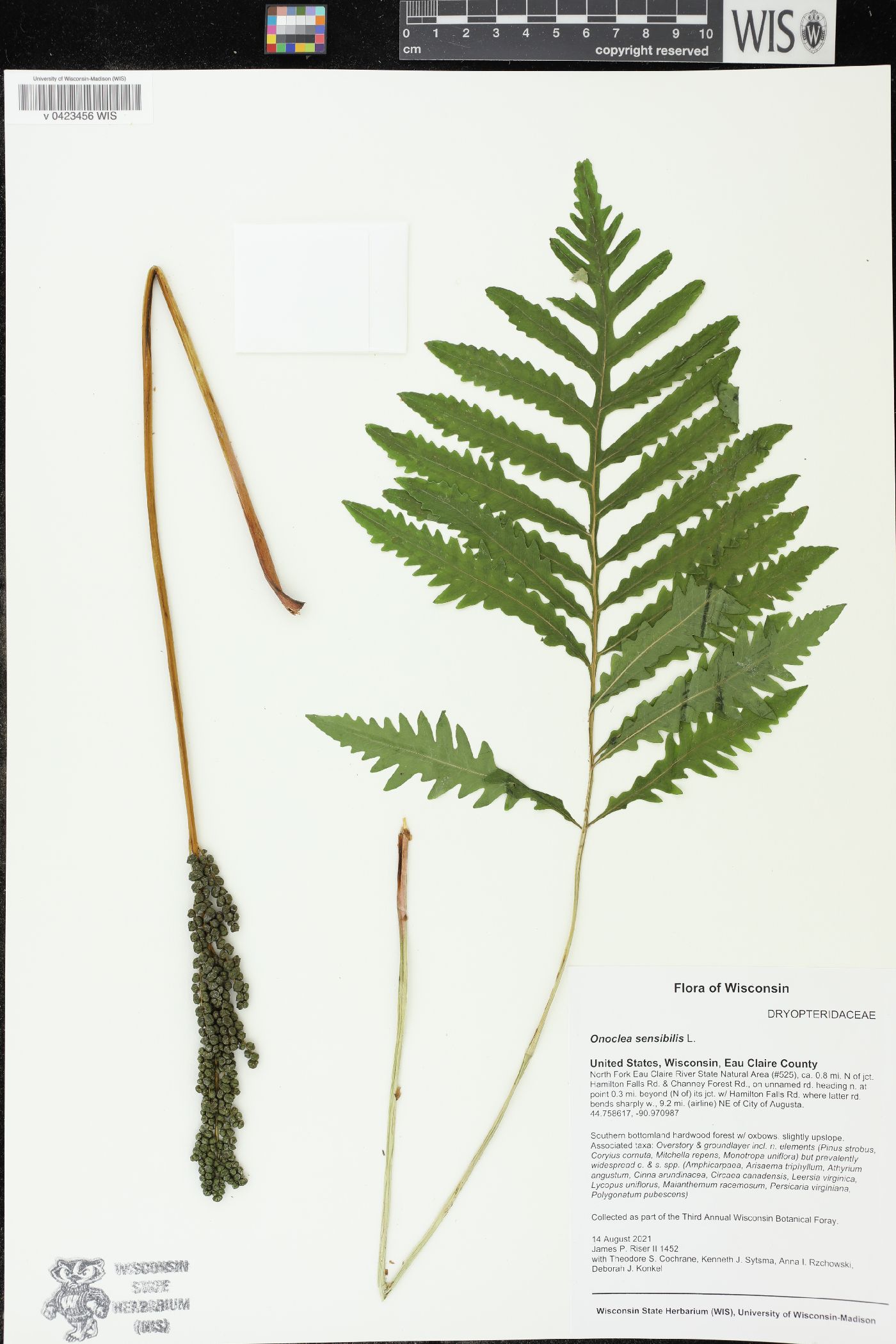 Onoclea sensibilis image