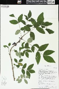 Zanthoxylum americanum image